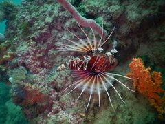 Pterois mombasae