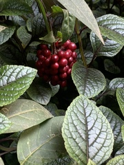 Clerodendrum bungei