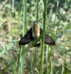 Hemaris diffinis