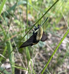 Hemaris diffinis