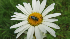 Trichodes ircutensis