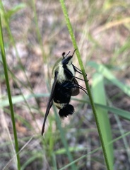 Hemaris diffinis
