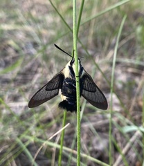 Hemaris diffinis