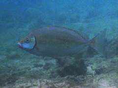 Siganus sutor