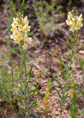 Linaria melampyroides