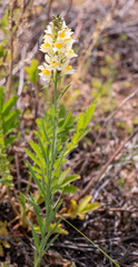 Linaria melampyroides