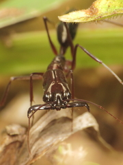 Odontomachus chelifer