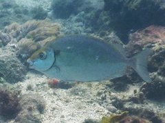 Siganus sutor