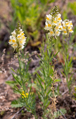 Linaria melampyroides