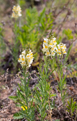 Linaria melampyroides