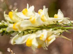 Linaria melampyroides