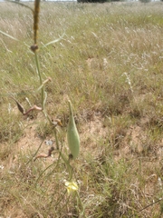 Asclepias engelmanniana