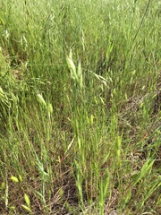 Bromus hordeaceus