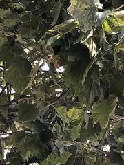 Platanus occidentalis