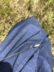 Bromus hordeaceus