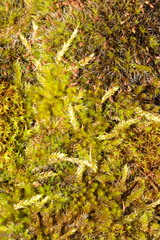 Hypnum cupressiforme