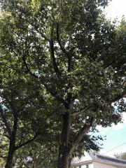 Platanus occidentalis