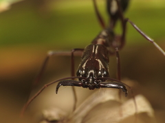 Odontomachus chelifer