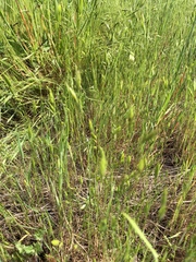 Bromus hordeaceus