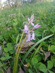 Hyacinthoides non-scripta