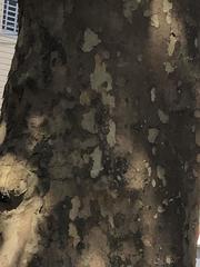 Platanus occidentalis