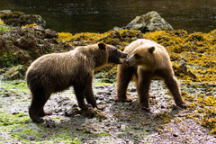 Ursus arctos sitkensis