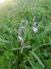 Hyacinthoides non-scripta