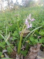 Hyacinthoides non-scripta