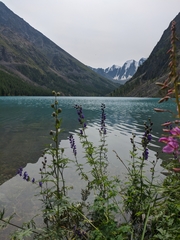 Aconitum glandulosum