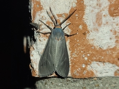 Pygarctia murina