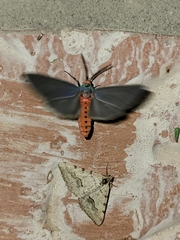 Pygarctia murina
