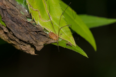 Leiobunum politum