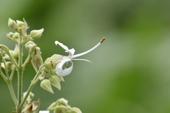 Clerodendrum infortunatum