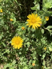 Grindelia adenodonta
