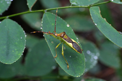 Homoeocerus walkerianus