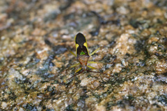 Homoeocerus walkerianus