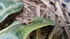 Pristimantis