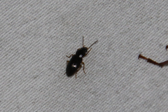 Stenolophus ochropezus