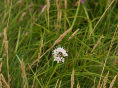 Allium ericetorum