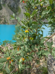 Lonicera microphylla