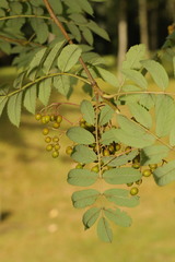 Sorbus aucuparia