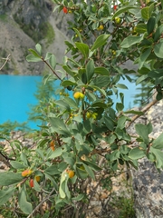 Lonicera microphylla