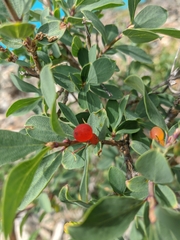 Lonicera microphylla