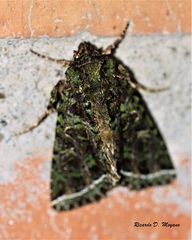 Heterochroma beryllus