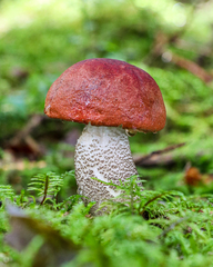 Leccinum