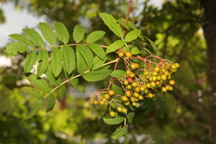 Sorbus aucuparia