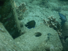 Centropyge multispinis