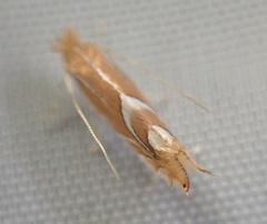 Phyllonorycter endryella
