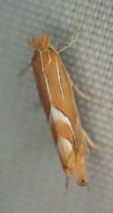 Phyllonorycter endryella