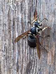 Dolichovespula maculata